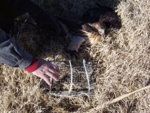 resetting a hawk trap